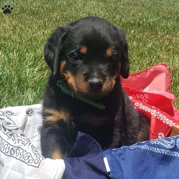 Hunter, Rottweiler Puppy